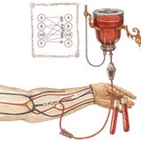 Blut fließt durch Arm