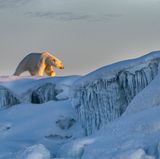 Ein Eisbär, der von dem warmen Sonnenlicht angestrahlt wird und gemächlich über das dicke Eis trottet.