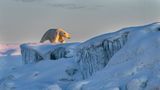 Ein Eisbär, der von dem warmen Sonnenlicht angestrahlt wird und gemächlich über das dicke Eis trottet.