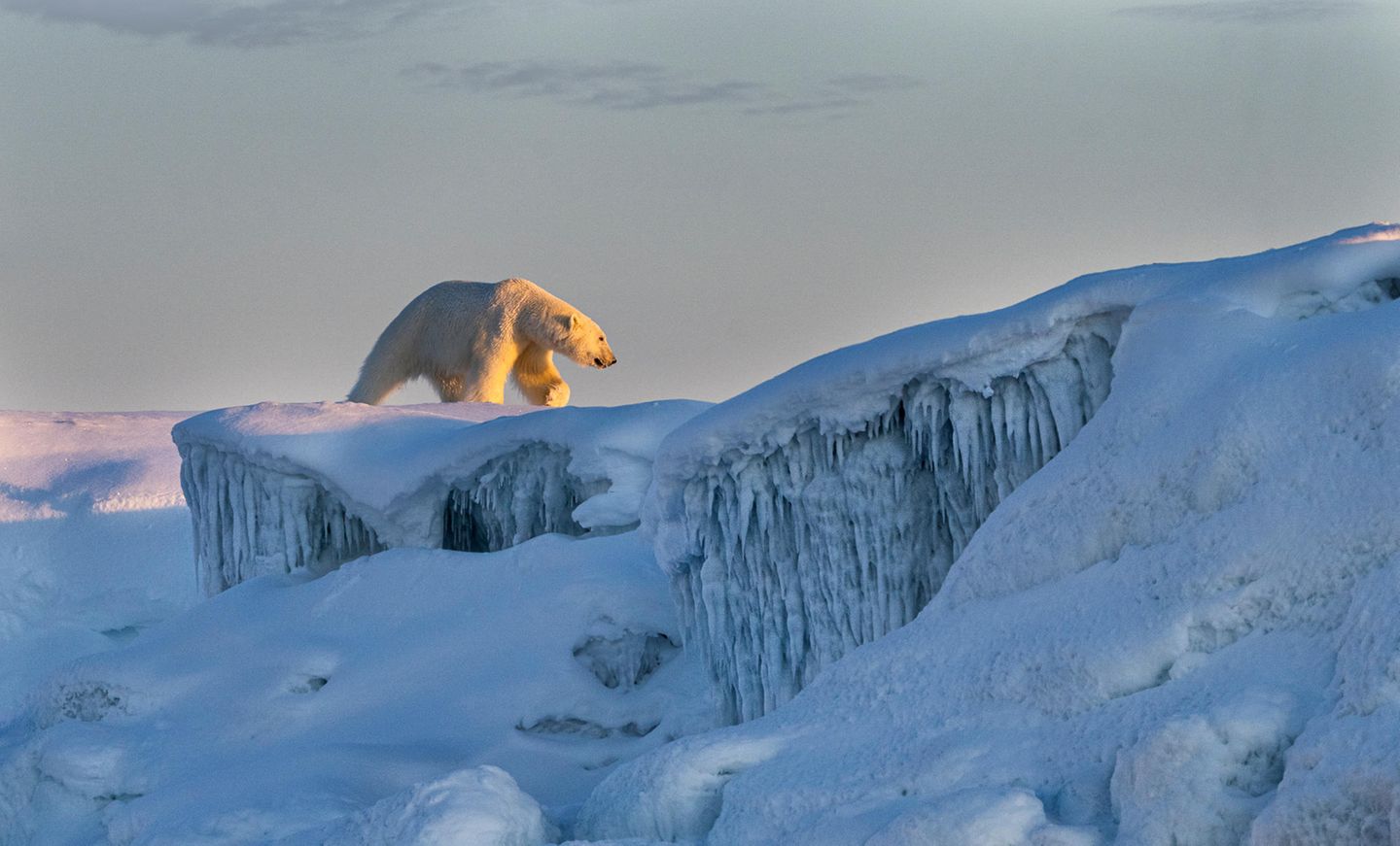 Spitzbergen: Das Eisbären-Land Ein Eisbär, der von dem warmen Sonnenlicht angestrahlt wird und gemächlich über das dicke Eis trottet.