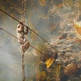 Honigsammler auf einer Leiter