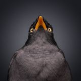 "Schön den Kopf heben, um das Doppelkinn verschwinden zu lassen" – so beschreibt der Fotograf Bernard Sim diese faszinierende Aufnahme einer Amsel, die in Singapur vor seiner Kameralinse posierte. 