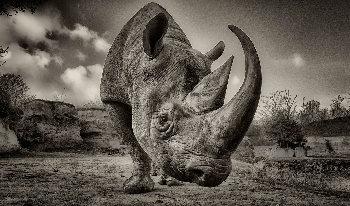Nashorn