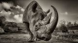 Nashorn