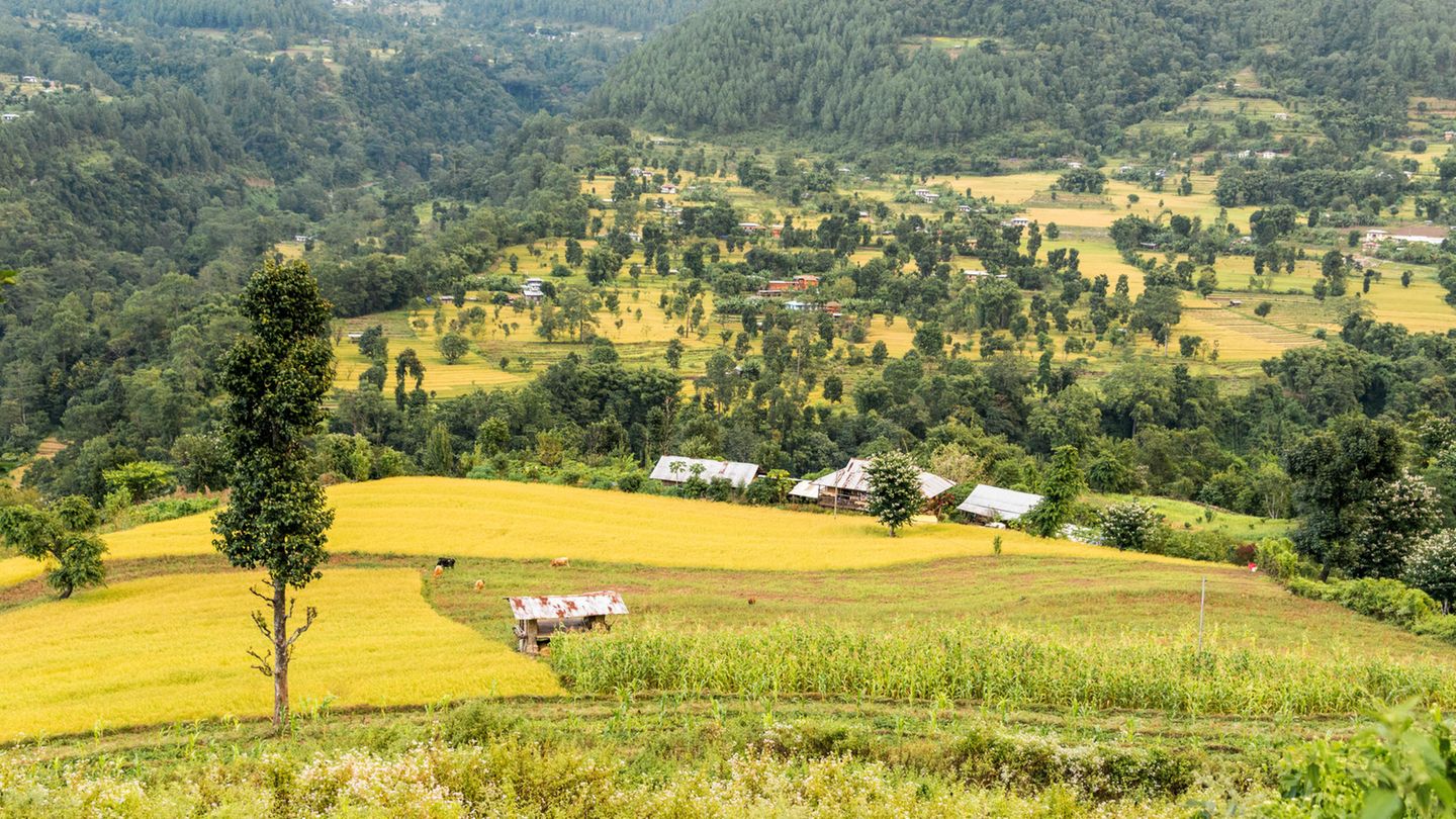 Landschaft mit Reisterrassen