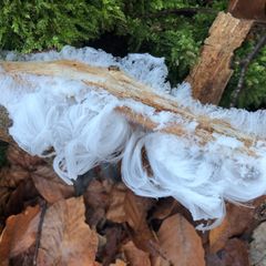 Das haarige Eis (auch Haareis) bildet sich auf Totholz – wie hier, im Naturwald Vierzehnheiligen im bayerischen Landkreis Lichtenfels. Aber nur bei Temperaturen knapp unter null Grad Celsius. 