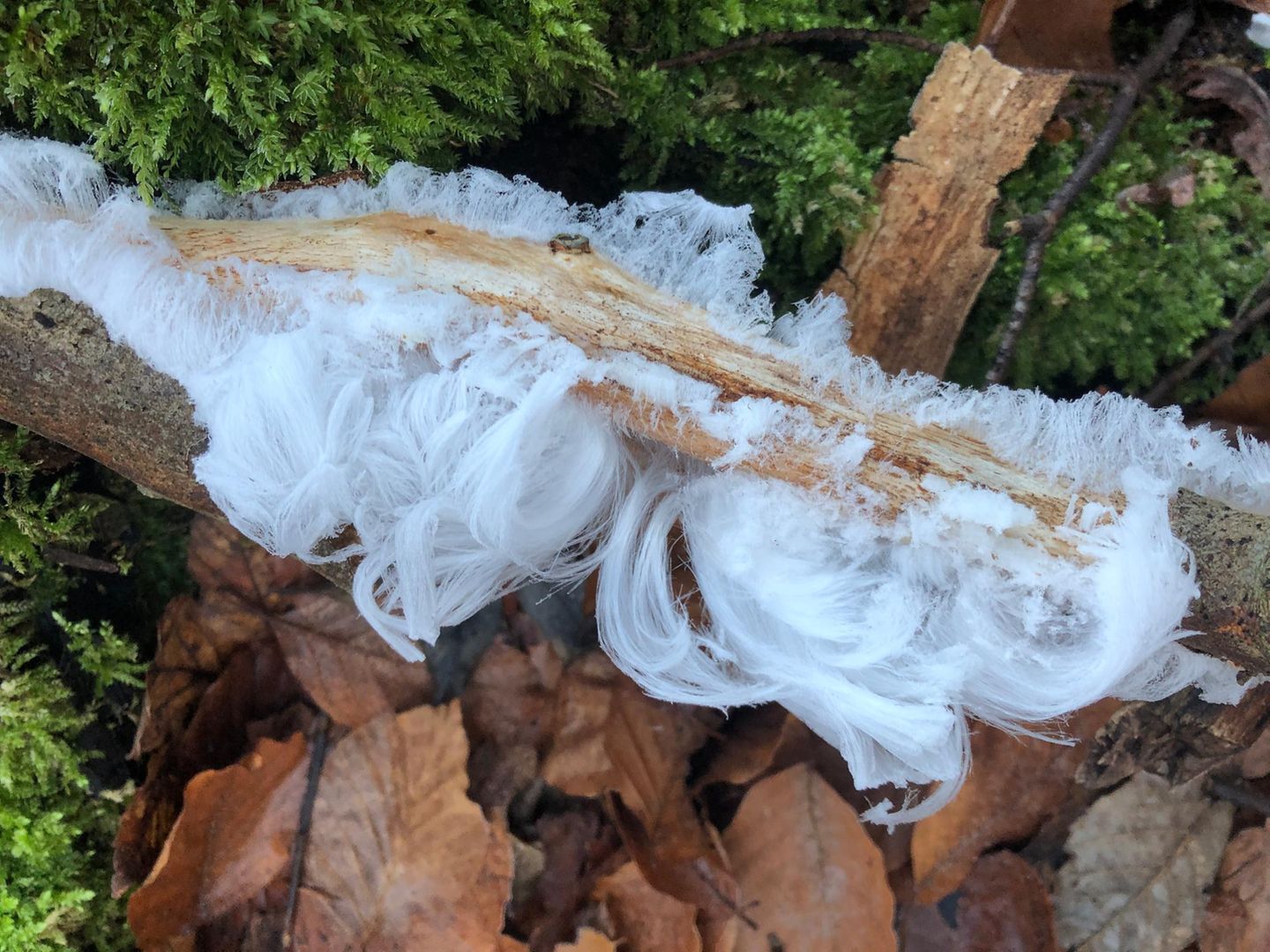 Das haarige Eis (auch Haareis) bildet sich auf Totholz – wie hier, im Naturwald Vierzehnheiligen im bayerischen Landkreis Lichtenfels. Aber nur bei Temperaturen knapp unter null Grad Celsius. 