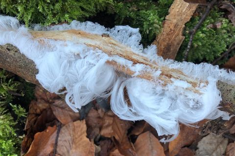 Das haarige Eis (auch Haareis) bildet sich auf Totholz – wie hier, im Naturwald Vierzehnheiligen im bayerischen Landkreis Lichtenfels. Aber nur bei Temperaturen knapp unter null Grad Celsius. 