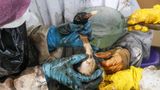 Durch Öl verunreinigter Vogel am Schwarzen Meer