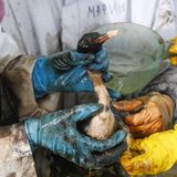 Durch Öl verunreinigter Vogel am Schwarzen Meer