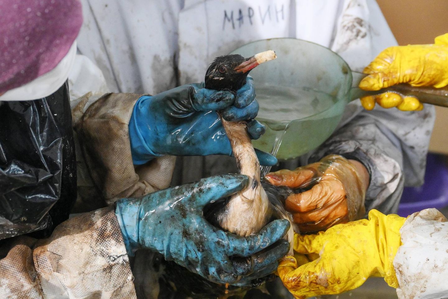 Viele Vögel verenden Durch Öl verunreinigter Vogel am Schwarzen Meer