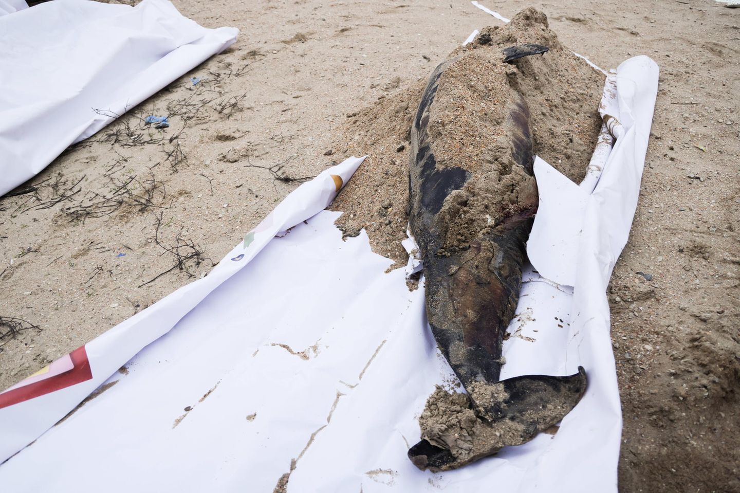 Immer mehr tote Delfine an den Küsten Toter Delfin bei Ölpest im Schwarzen Meer