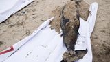 Toter Delfin bei Ölpest im Schwarzen Meer