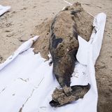 Toter Delfin bei Ölpest im Schwarzen Meer