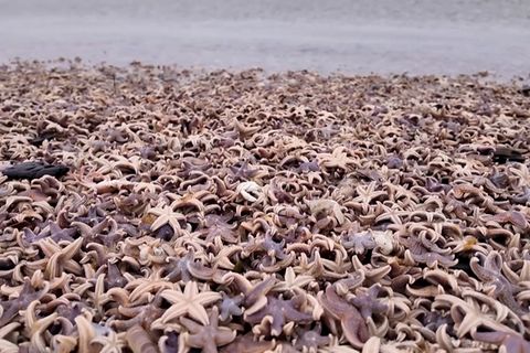 Nach Sturm: Tausende tote Seesterne auf Sylt