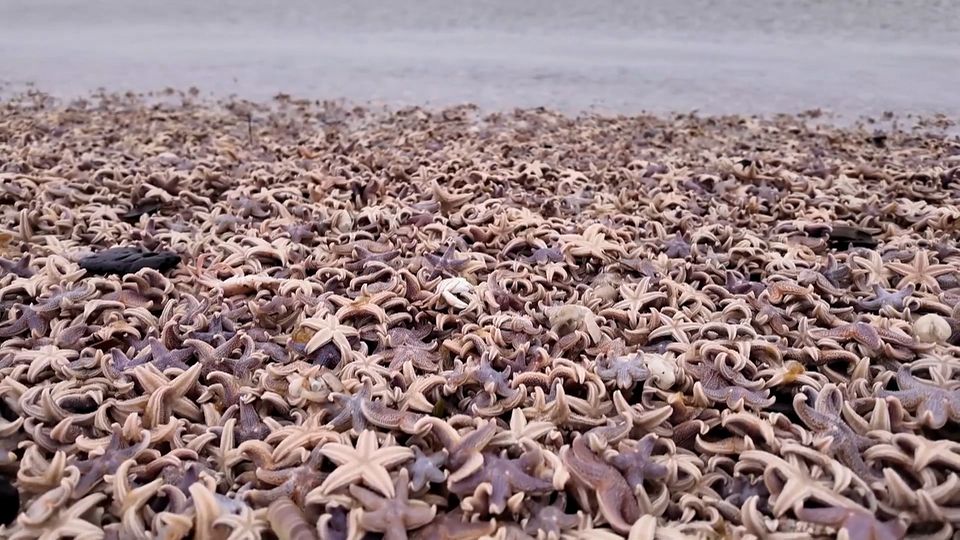 Nach Sturm: Tausende tote Seesterne auf Sylt