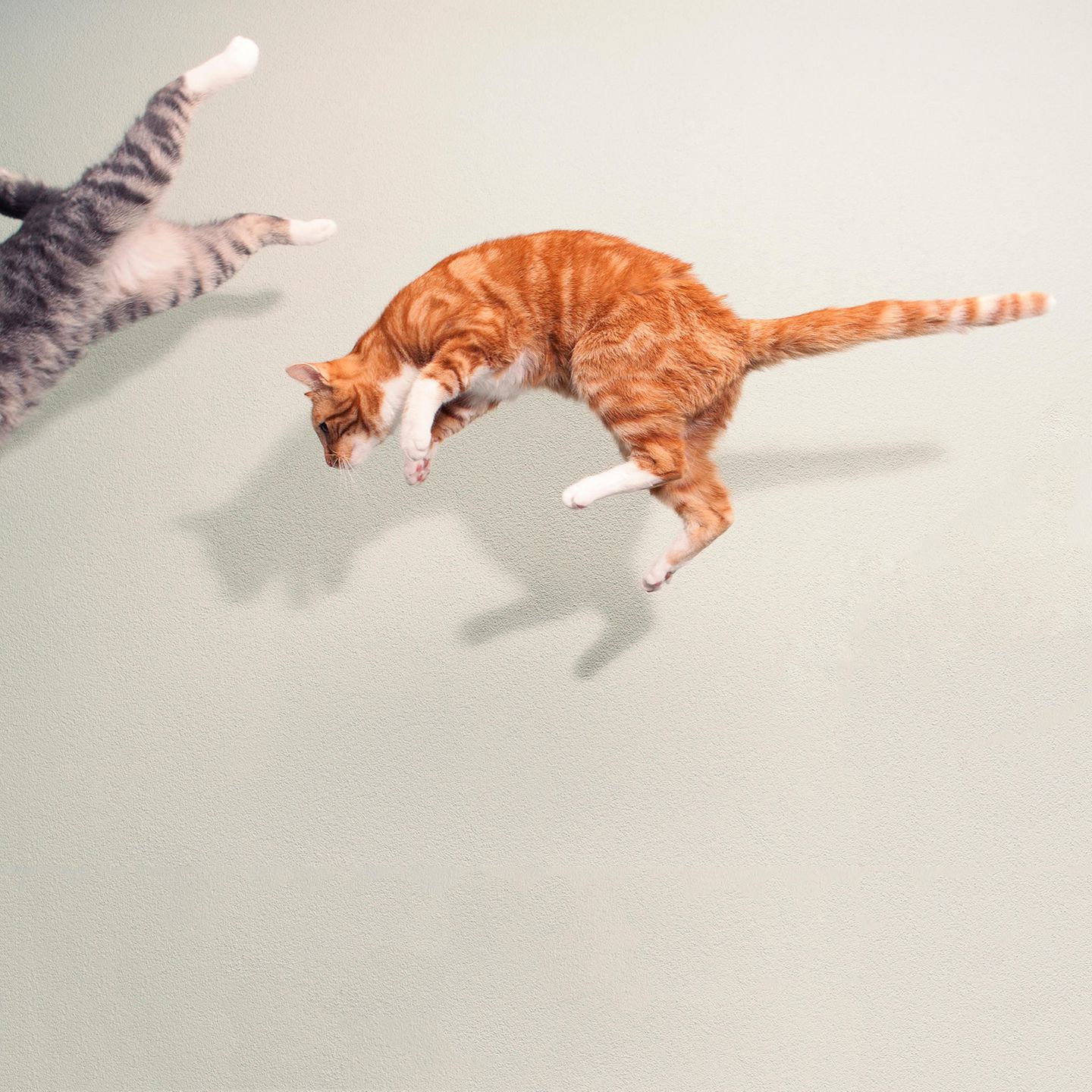 Rot und grau getigerte Katzen im Sprung vor weißer Wand.