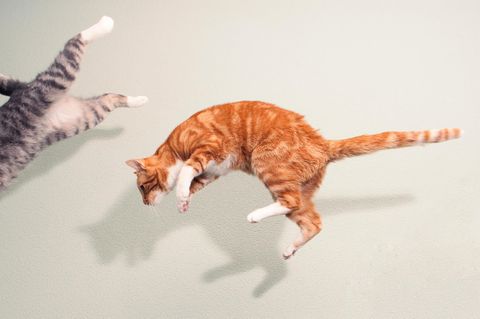 Rot und grau getigerte Katzen im Sprung vor weißer Wand.
