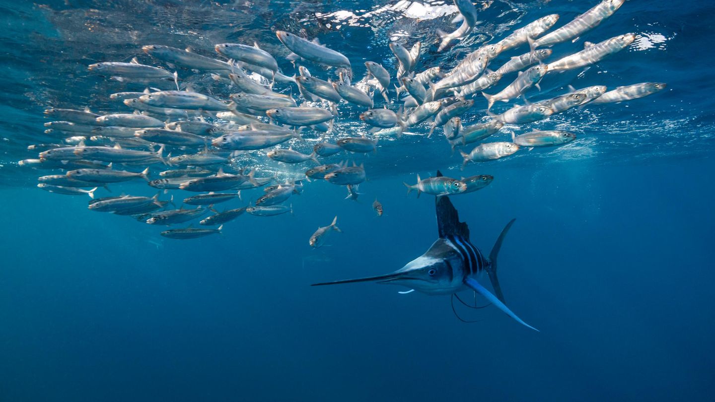 Sardinen fliehen in einem Winkel zum Angreifer – hier einem Gestreiften Marlin –, der es ihnen erlaubt, schnell wieder zum Schwarm zurückzukehren