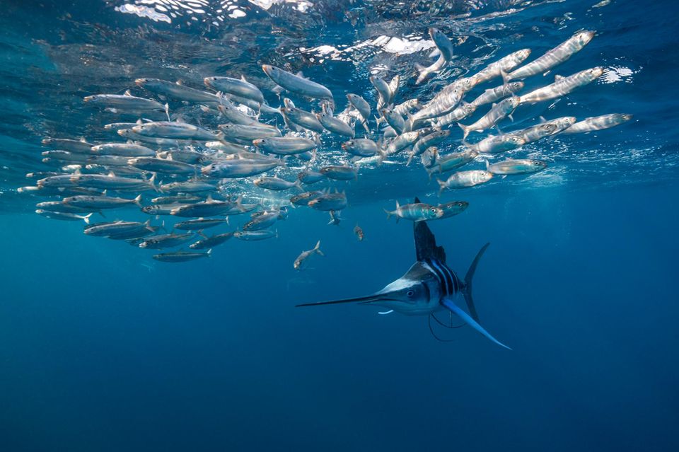 Sardinen fliehen in einem Winkel zum Angreifer – hier einem Gestreiften Marlin –, der es ihnen erlaubt, schnell wieder zum Schwarm zurückzukehren 1.4982