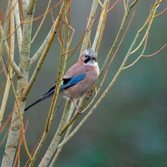 Ein Eichelhäher sitzt im Geäst eines kargen Strauches.