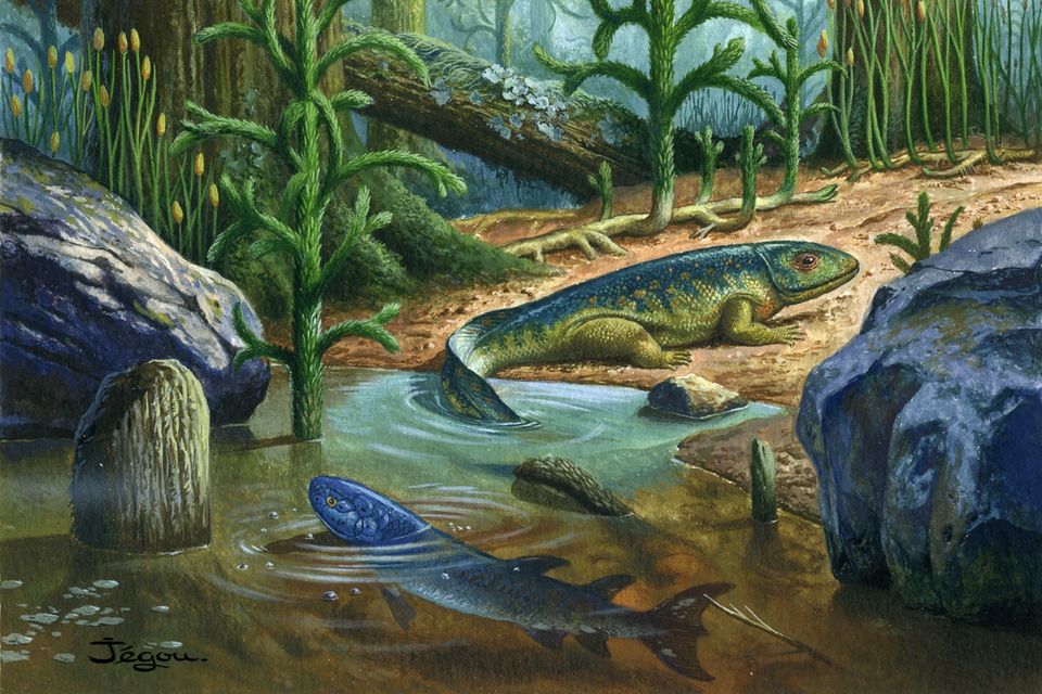 Ichthyostega (Bildmitte), ein Vorfahr der Amphibien, war vor rund 360 Millionen Jahren eines der ersten Wirbeltiere, das auf Füßen das Land eroberte 1.1041