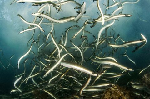 Laut der Roten Liste der IUCN ist der Europäische Aal (Anguilla anguilla) vom Aussterben bedroht