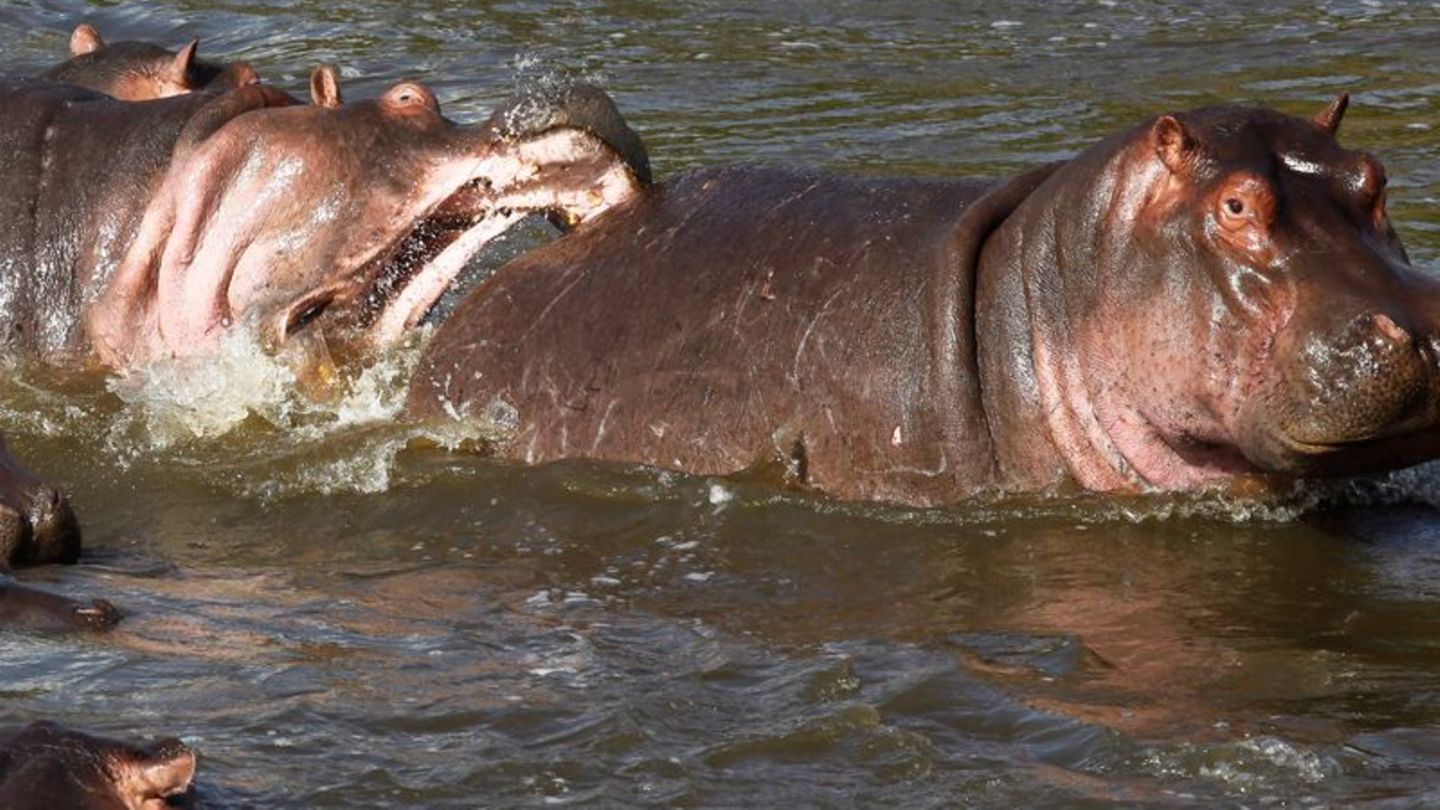 Zwei Nilpferde im Wasser