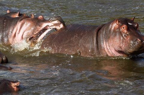 Zwei Nilpferde im Wasser