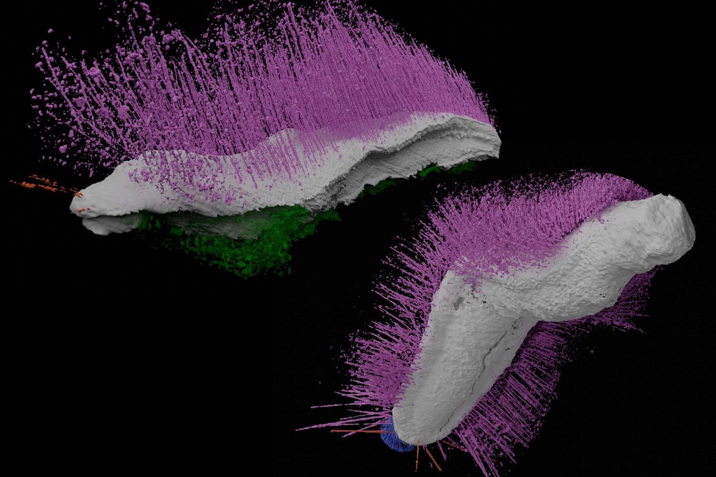 Fossilierte Mollusken. Punk ferox und Emo vorticaudum lauten die wissenschaftlichen Namen, die britische Forschende den Weichtieren aus Urzeiten gaben, inspiriert durch deren frisurähnliche Stacheln. Noch begeisterter war das Team allerdings, dass in den Versteinerungen ungewöhnlich viele Details erhalten waren. Zu sehen ist etwa ihre glatte Unterseite, mit der sie wohl über den Meeresboden krochen. Emo bewegte sich wie ein Fadenwurm, seine Stacheln nutzte er zum Greifen und Vorwärtsschieben. Hatten Forschende sich die Tiergruppe zu jener Zeit als primitiv und simpel vorgestellt, offenbarten die Funde aus der Lagerstätte Herefordshire in Wales, wie komplex, vielfältig und gut angepasst an ihre Umgebung die Weichtiere schon damals waren. Pink und grün waren sie allerdings nicht – ihre echten Farben sind nicht erhalten geblieben.  KW 2