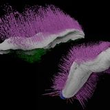 Fossilierte Mollusken. Punk ferox und Emo vorticaudum lauten die wissenschaftlichen Namen, die britische Forschende den Weichtieren aus Urzeiten gaben, inspiriert durch deren frisurähnliche Stacheln. Noch begeisterter war das Team allerdings, dass in den Versteinerungen ungewöhnlich viele Details erhalten waren. Zu sehen ist etwa ihre glatte Unterseite, mit der sie wohl über den Meeresboden krochen. Emo bewegte sich wie ein Fadenwurm, seine Stacheln nutzte er zum Greifen und Vorwärtsschieben. Hatten Forschende sich die Tiergruppe zu jener Zeit als primitiv und simpel vorgestellt, offenbarten die Funde aus der Lagerstätte Herefordshire in Wales, wie komplex, vielfältig und gut angepasst an ihre Umgebung die Weichtiere schon damals waren. Pink und grün waren sie allerdings nicht – ihre echten Farben sind nicht erhalten geblieben.  KW 2