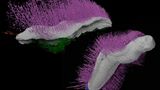Fossilierte Mollusken. Punk ferox und Emo vorticaudum lauten die wissenschaftlichen Namen, die britische Forschende den Weichtieren aus Urzeiten gaben, inspiriert durch deren frisurähnliche Stacheln. Noch begeisterter war das Team allerdings, dass in den Versteinerungen ungewöhnlich viele Details erhalten waren. Zu sehen ist etwa ihre glatte Unterseite, mit der sie wohl über den Meeresboden krochen. Emo bewegte sich wie ein Fadenwurm, seine Stacheln nutzte er zum Greifen und Vorwärtsschieben. Hatten Forschende sich die Tiergruppe zu jener Zeit als primitiv und simpel vorgestellt, offenbarten die Funde aus der Lagerstätte Herefordshire in Wales, wie komplex, vielfältig und gut angepasst an ihre Umgebung die Weichtiere schon damals waren. Pink und grün waren sie allerdings nicht – ihre echten Farben sind nicht erhalten geblieben.  KW 2