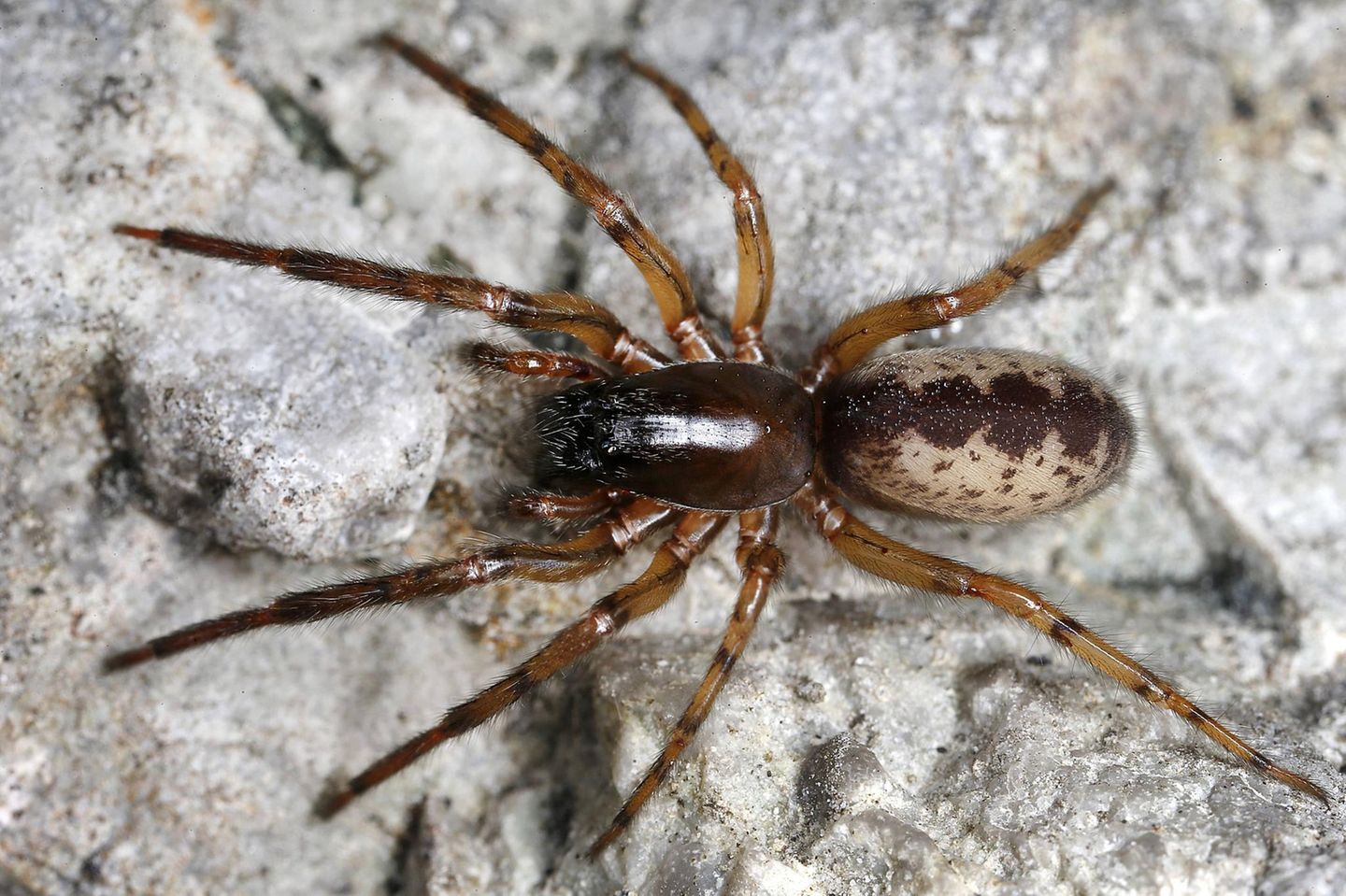 Spinne des Jahres: Gewöhnliche Fischernetzspinne Die Gewöhnliche Fischernetzspinne kommt in ganz Europa vor, sogar in Höhen bis 2200 Meter. Segestria senoculata lebt im Wald und in Block- und Schutthalden. Sorgen müssen wir uns um die Achtbeiner kaum: Aufgrund ihrer Häufigkeit und der guten Verfügbarkeit ihres Lebensraums wird sie in den Roten Listen als "nicht gefährdet" eingestuft.