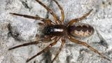 Die Gewöhnliche Fischernetzspinne kommt in ganz Europa vor, sogar in Höhen bis 2200 Meter. Segestria senoculata lebt im Wald und in Block- und Schutthalden. Sorgen müssen wir uns um die Achtbeiner kaum: Aufgrund ihrer Häufigkeit und der guten Verfügbarkeit ihres Lebensraums wird sie in den Roten Listen als "nicht gefährdet" eingestuft.