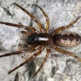 Die Gewöhnliche Fischernetzspinne kommt in ganz Europa vor, sogar in Höhen bis 2200 Meter. Segestria senoculata lebt im Wald und in Block- und Schutthalden. Sorgen müssen wir uns um die Achtbeiner kaum: Aufgrund ihrer Häufigkeit und der guten Verfügbarkeit ihres Lebensraums wird sie in den Roten Listen als "nicht gefährdet" eingestuft.