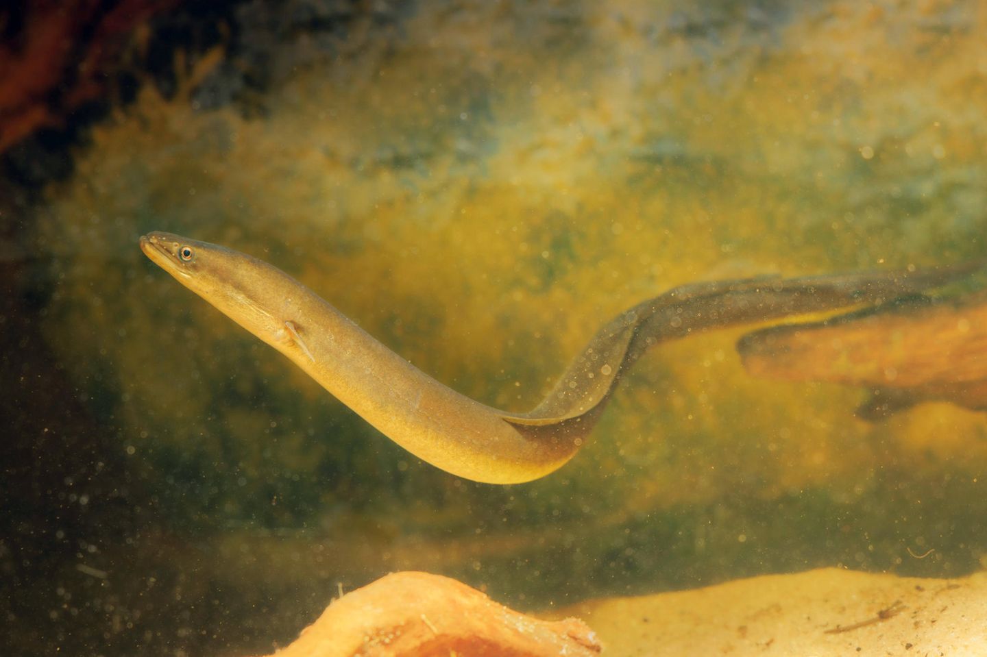 Fisch des Jahres: Aal Trotz seiner unglaublichen, kräftezehrenden und gefährlichen Wanderungen durch den Atlantik war der Europäische Aal (Anguilla anguilla) einst häufig. Doch seit den 1970er-Jahren brachen seine Bestände um mehr als 99 Prozent ein. Heute gilt er laut IUCN als "vom Aussterben bedroht". Als Ursachen dafür kommen Lebensraumverlust, Wanderhindernisse, die Folgen des Klimawandels, aber auch die (Hobby-)Fischerei infrage.