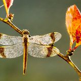 Die Gebänderte Heidelibelle (Sympetrum pedemontanum) ist bei beiden Geschlechtern leicht an der namensgebenden Flügelbänderung zu erkennen. Ihre Bestände sind in den vergangenen zwei Jahrzehnten deutlich geschrumpft. Als Gründe dafür geben die Naturschutzverbände den Schwund und die Verschlechterung ihrer Lebensräume, der Binnengewässer, durch Verbauung und intensive Landwirtschaft an. Heute kommt das schöne Insekt nur noch in wenigen Tief- und Flachlandbereichen Nordwestdeutschlands, im Südöstlichen Tiefland, am Oberrhein und im Alpenvorland vor.