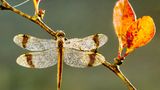 Die Gebänderte Heidelibelle (Sympetrum pedemontanum) ist bei beiden Geschlechtern leicht an der namensgebenden Flügelbänderung zu erkennen. Ihre Bestände sind in den vergangenen zwei Jahrzehnten deutlich geschrumpft. Als Gründe dafür geben die Naturschutzverbände den Schwund und die Verschlechterung ihrer Lebensräume, der Binnengewässer, durch Verbauung und intensive Landwirtschaft an. Heute kommt das schöne Insekt nur noch in wenigen Tief- und Flachlandbereichen Nordwestdeutschlands, im Südöstlichen Tiefland, am Oberrhein und im Alpenvorland vor.