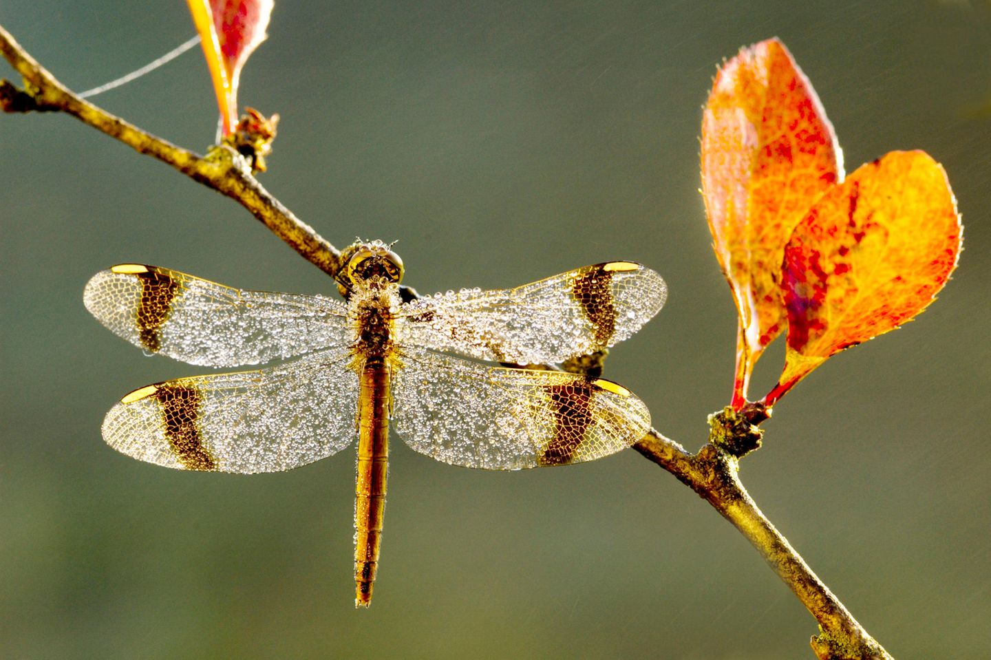Libelle des Jahres: Gebänderte Heidelibelle Die Gebänderte Heidelibelle (Sympetrum pedemontanum) ist bei beiden Geschlechtern leicht an der namensgebenden Flügelbänderung zu erkennen. Ihre Bestände sind in den vergangenen zwei Jahrzehnten deutlich geschrumpft. Als Gründe dafür geben die Naturschutzverbände den Schwund und die Verschlechterung ihrer Lebensräume, der Binnengewässer, durch Verbauung und intensive Landwirtschaft an. Heute kommt das schöne Insekt nur noch in wenigen Tief- und Flachlandbereichen Nordwestdeutschlands, im Südöstlichen Tiefland, am Oberrhein und im Alpenvorland vor.