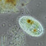 Die nur etwa 0,04 bis 0,08 Millimeter winzigen Lebewesen sind häufig in Seen, Tümpeln, Fließgewässern und sogar im Meer anzutreffen – freischwimmend im Plankton oder im Uferbereich. Dort ernähren sie sich von Bakterien und Einzellern, Aas und anderem abgestorbenem Material. Einige Arten von Coleps erscheinen grasgrün, da sie zeitweise in Symbiose mit Grünalgen leben, die ihren Wirt mit organischen Nährstoffen versorgen.