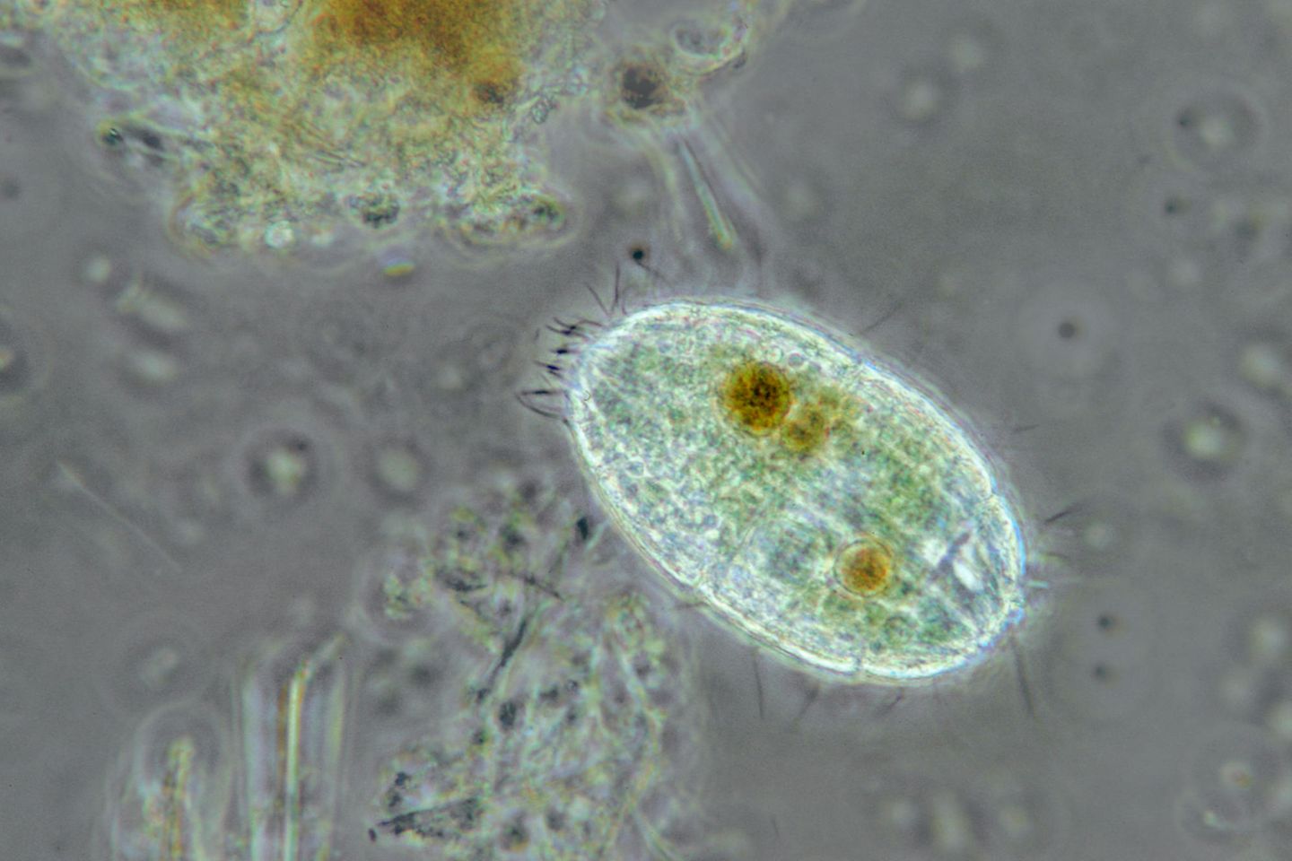 Die nur etwa 0,04 bis 0,08 Millimeter winzigen Lebewesen sind häufig in Seen, Tümpeln, Fließgewässern und sogar im Meer anzutreffen – freischwimmend im Plankton oder im Uferbereich. Dort ernähren sie sich von Bakterien und Einzellern, Aas und anderem abgestorbenem Material. Einige Arten von Coleps erscheinen grasgrün, da sie zeitweise in Symbiose mit Grünalgen leben, die ihren Wirt mit organischen Nährstoffen versorgen.