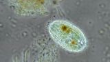 Die nur etwa 0,04 bis 0,08 Millimeter winzigen Lebewesen sind häufig in Seen, Tümpeln, Fließgewässern und sogar im Meer anzutreffen – freischwimmend im Plankton oder im Uferbereich. Dort ernähren sie sich von Bakterien und Einzellern, Aas und anderem abgestorbenem Material. Einige Arten von Coleps erscheinen grasgrün, da sie zeitweise in Symbiose mit Grünalgen leben, die ihren Wirt mit organischen Nährstoffen versorgen.