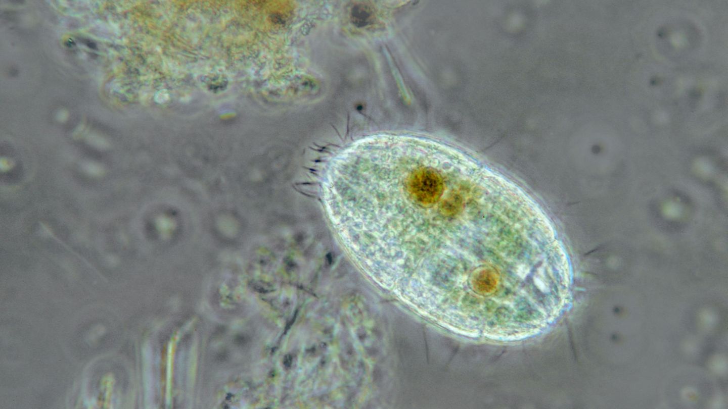 Einzeller des Jahres: Wimpertierchen der Gattung Coleps Die nur etwa 0,04 bis 0,08 Millimeter winzigen Lebewesen sind häufig in Seen, Tümpeln, Fließgewässern und sogar im Meer anzutreffen – freischwimmend im Plankton oder im Uferbereich. Dort ernähren sie sich von Bakterien und Einzellern, Aas und anderem abgestorbenem Material. Einige Arten von Coleps erscheinen grasgrün, da sie zeitweise in Symbiose mit Grünalgen leben, die ihren Wirt mit organischen Nährstoffen versorgen.