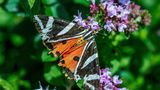 Den farbenprächtigen Nachtfalter kann man im August auch tagsüber im Sonnenschein beim Blütenbesuch beobachten. Besonders gern saugt Euplagia quadripunctaria an den rosafarbenen Blütenständen des Wasserdosts entlang windgeschützter Waldwege. Die auffällige Färbung ist ein Warnsignal an potenzielle Feinde und soll Ungenießbarkeit oder sogar Giftigkeit signalisieren. In der Tat meiden Vögel solche mit "Schrecktracht" gefärbten Tiere.