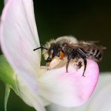 Die Wildbiene (unser Bild zeigt ein Männchen) beeindruckt vor allem durch ihre außergewöhnliche Nestbauweise: Die Weibchen von Megachile willughbiella schneiden mit ihren Kiefern ovale Blattstücke ab, um ihre Brutzellen damit auszukleiden. Als Baumaterial kommen für sie beispielsweise Wildrosen oder Hainbuchen infrage. Sie nistet in selbst gegrabenen Gängen, morschem Holz oder in Nisthilfen mit passenden Bohrlöchern mit einem Durchmesser von sechs Millimetern.