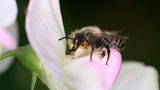Die Wildbiene (unser Bild zeigt ein Männchen) beeindruckt vor allem durch ihre außergewöhnliche Nestbauweise: Die Weibchen von Megachile willughbiella schneiden mit ihren Kiefern ovale Blattstücke ab, um ihre Brutzellen damit auszukleiden. Als Baumaterial kommen für sie beispielsweise Wildrosen oder Hainbuchen infrage. Sie nistet in selbst gegrabenen Gängen, morschem Holz oder in Nisthilfen mit passenden Bohrlöchern mit einem Durchmesser von sechs Millimetern.