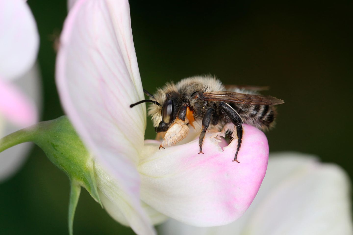 Die Wildbiene (unser Bild zeigt ein Männchen) beeindruckt vor allem durch ihre außergewöhnliche Nestbauweise: Die Weibchen von Megachile willughbiella schneiden mit ihren Kiefern ovale Blattstücke ab, um ihre Brutzellen damit auszukleiden. Als Baumaterial kommen für sie beispielsweise Wildrosen oder Hainbuchen infrage. Sie nistet in selbst gegrabenen Gängen, morschem Holz oder in Nisthilfen mit passenden Bohrlöchern mit einem Durchmesser von sechs Millimetern.
