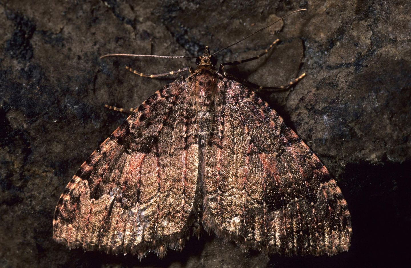 Höhlentier des Jahres: Der Wegdornspanner Das Besondere am Wegdornspanner (Triphosa dubitata): Er überwintert in größeren Gruppen in Höhlen. Daher der alternative deutsche Name "Olivbrauner Höhlenspanner". Die wärmeren Monate des Jahres verbringt die Art an Waldrändern, in Auwäldern und an Trockenhängen. Entscheidend ist in jedem Fall, dass der Kreuzdorn vorkommt: Von den Blättern dieser Pflanzen ernähren sich die Raupen von Mitte Mai bis Anfang Juli.