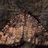 Das Besondere am Wegdornspanner (Triphosa dubitata): Er überwintert in größeren Gruppen in Höhlen. Daher der alternative deutsche Name "Olivbrauner Höhlenspanner". Die wärmeren Monate des Jahres verbringt die Art an Waldrändern, in Auwäldern und an Trockenhängen. Entscheidend ist in jedem Fall, dass der Kreuzdorn vorkommt: Von den Blättern dieser Pflanzen ernähren sich die Raupen von Mitte Mai bis Anfang Juli.