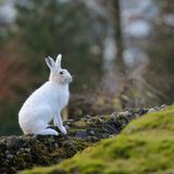 Der Alpenschneehase (Lepus timidus varronis) ist mit seiner graubraunen Färbung im Sommer und seinem rein weißen Fell im Winter ein Meister der Anpassung. Das "Chamäleon der Alpen" lebt in Höhenlagen ab 1300 Metern und ist – egal, zu welcher Jahreszeit – nur selten zu beobachten: Auf der Roten Liste der Säugetiere Deutschlands wird der Hase als "extrem selten" geführt. Mit seiner Ernennung zum "Wildtier des Jahres 2025" möchte die Deutsche Wildtier Stiftung auf eine ebenso faszinierende wie bedrohte Tierart aufmerksam machen.